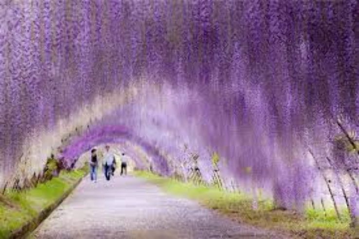 Wisteria Tunnel Trip Packages