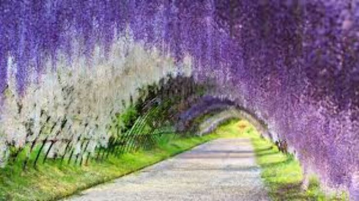 Wisteria Tunnel Trip Packages