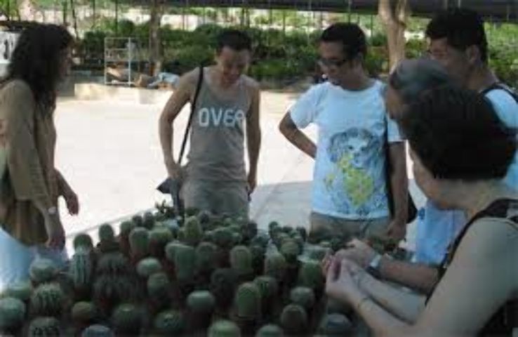 Chengtai Nursery Trip Packages