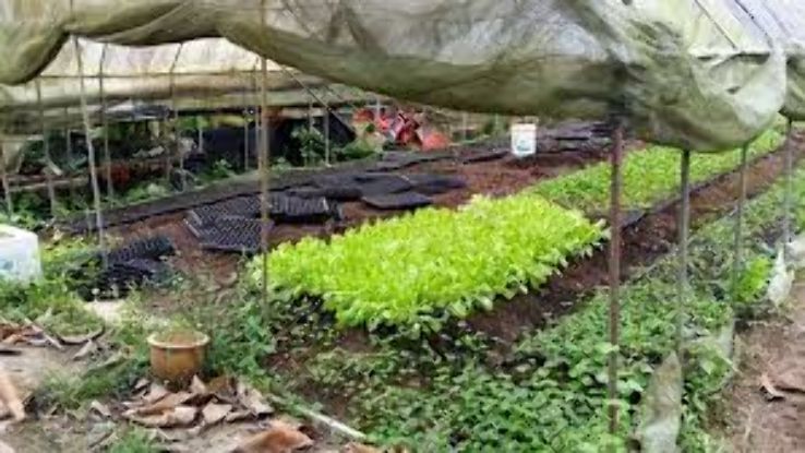 Fire Flies Health Farm Trip Packages