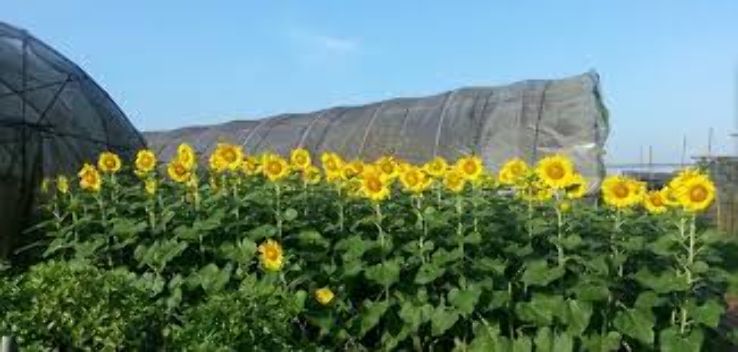 Fire Flies Health Farm Trip Packages