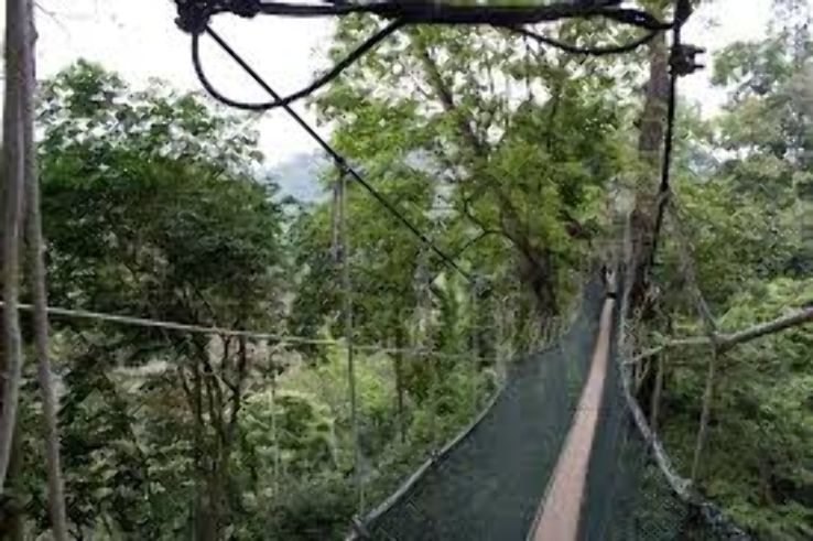 FRIM Canopy Walkway Trip Packages