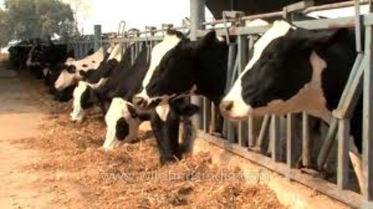 Hay Dairy Trip Packages