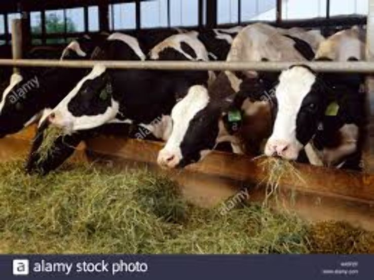 Hay Dairy Trip Packages