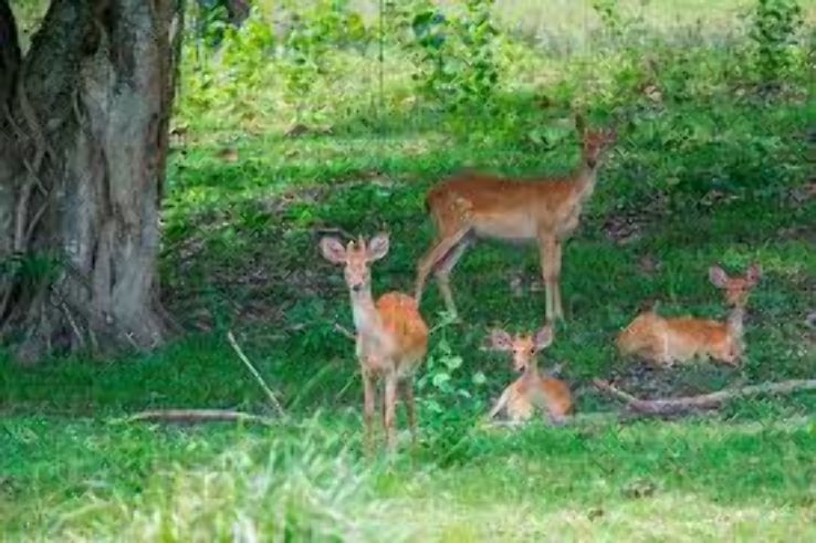 Hui Kha kaeng Forest Trip Packages