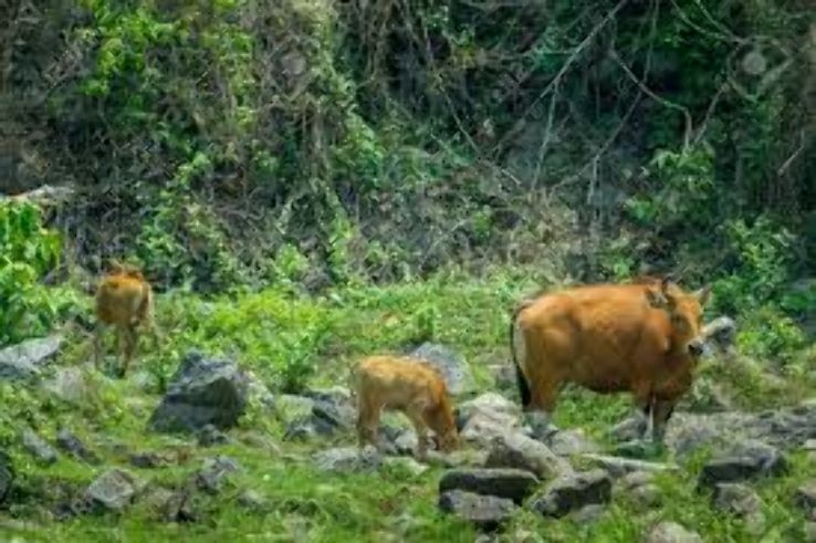 Hui Kha kaeng Forest Trip Packages