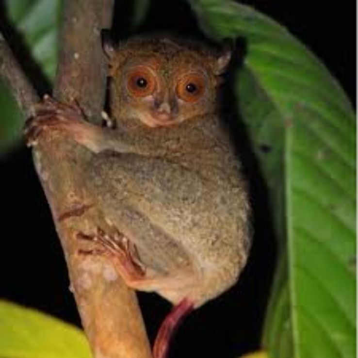 Kinnabatangan River Trip Packages