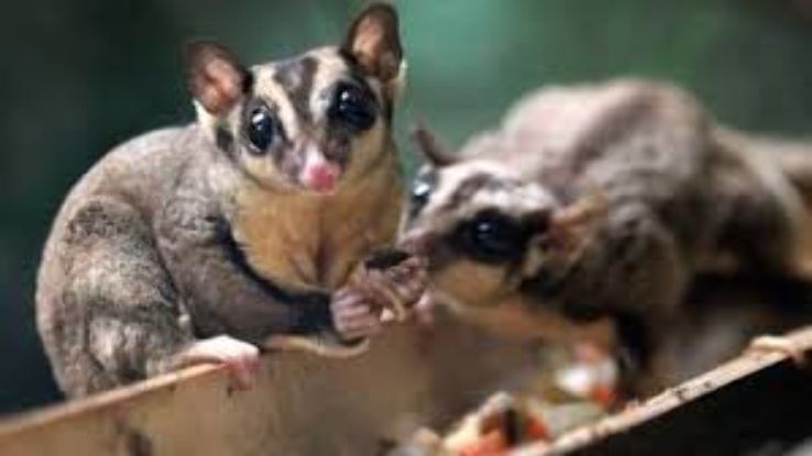 Night Safari Wallaby Trail Trip Packages