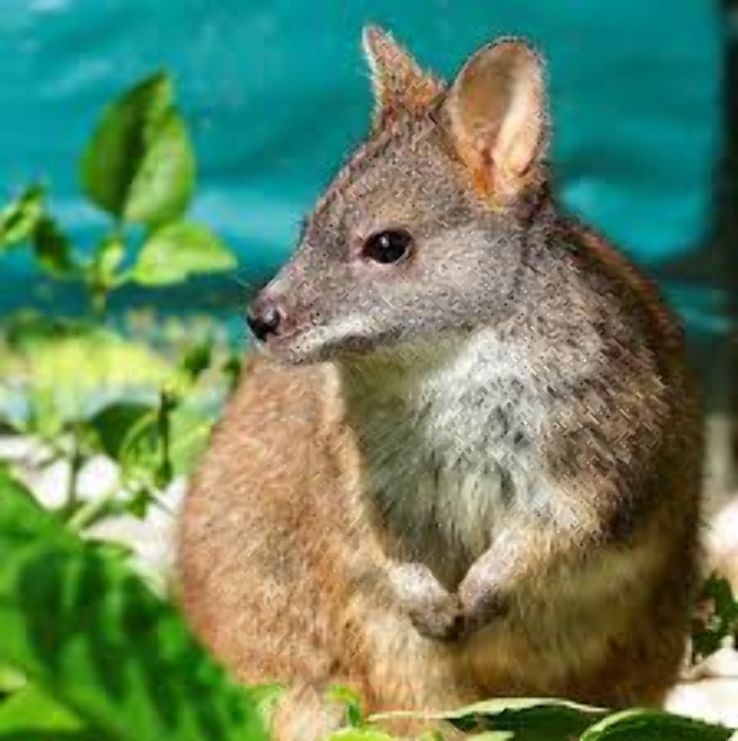 Night Safari Wallaby Trail Trip Packages
