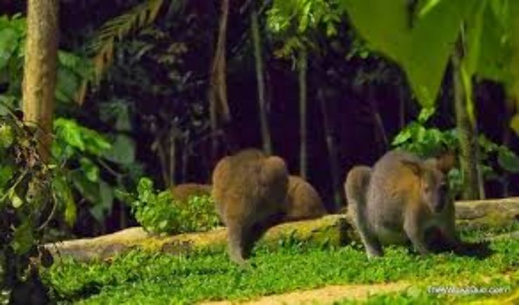 Night Safari Wallaby Trail Trip Packages