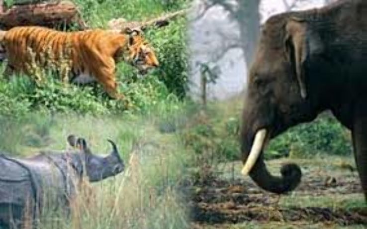 Royal Chitwan National Park Trip Packages