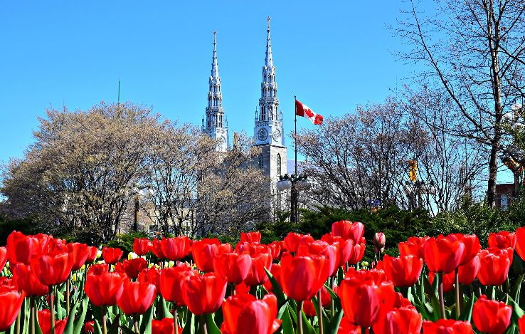 Enjoy the Colors of Canadian Tulip Festival Trip Packages