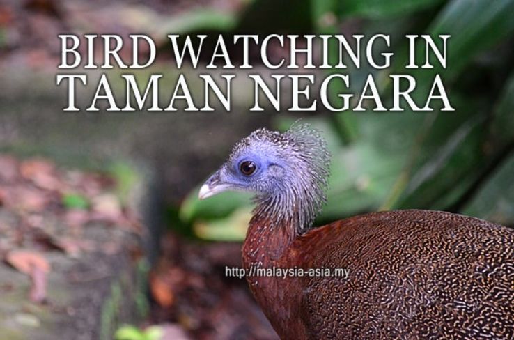 Bird Watching in Taman Negara Trip Packages