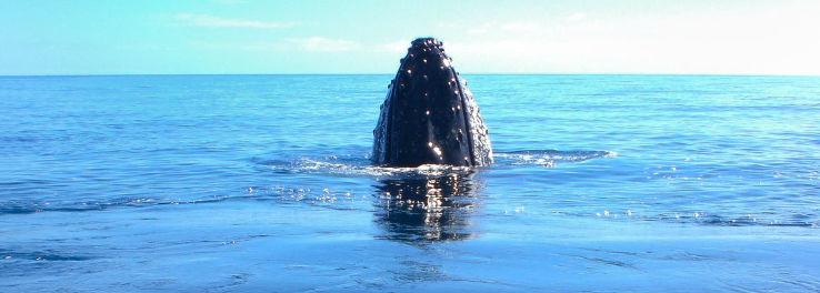 Scanning the Horizon for Whales in Byron Bay, Australia Trip Packages