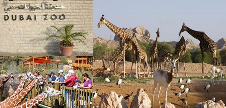Visit The Dubai Zoo Trip Packages