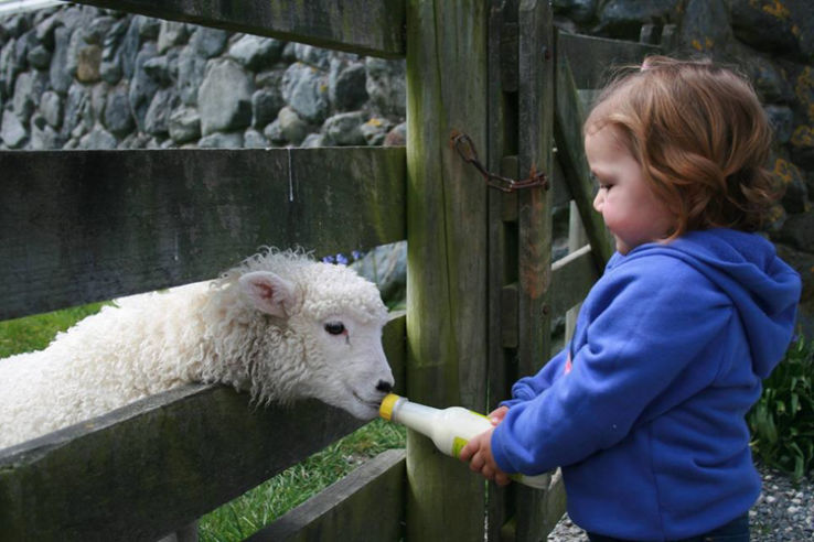 Nature Walk with Spring Lambs in Kaikoura Trip Packages