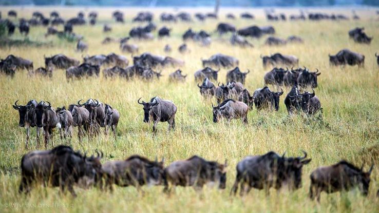 Unimaginable Experience at Masai Mara National Reserve Trip Packages Unimaginable Experience at Masai Mara National Reserve Trip Packages