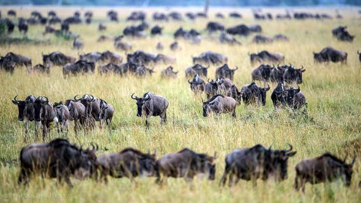 Unimaginable Experience at Masai Mara National Reserve Trip Packages