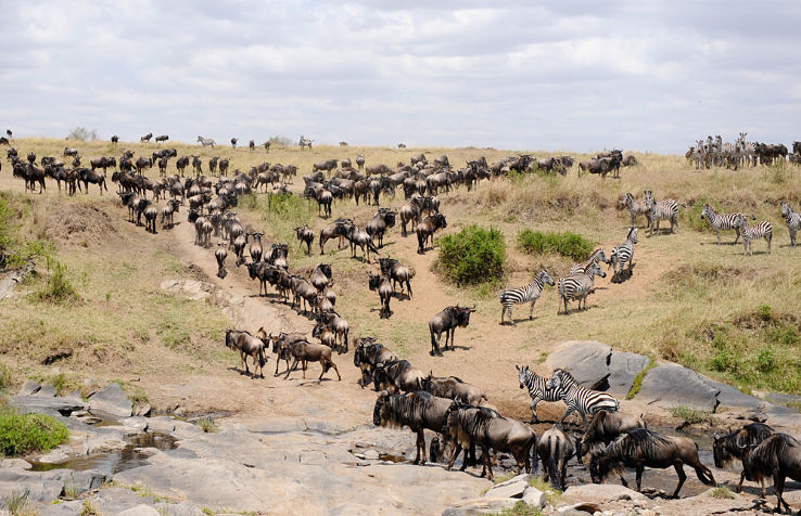 Unimaginable Experience at Masai Mara National Reserve Trip Packages
