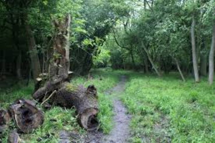 Fineshade Wood Trip Packages