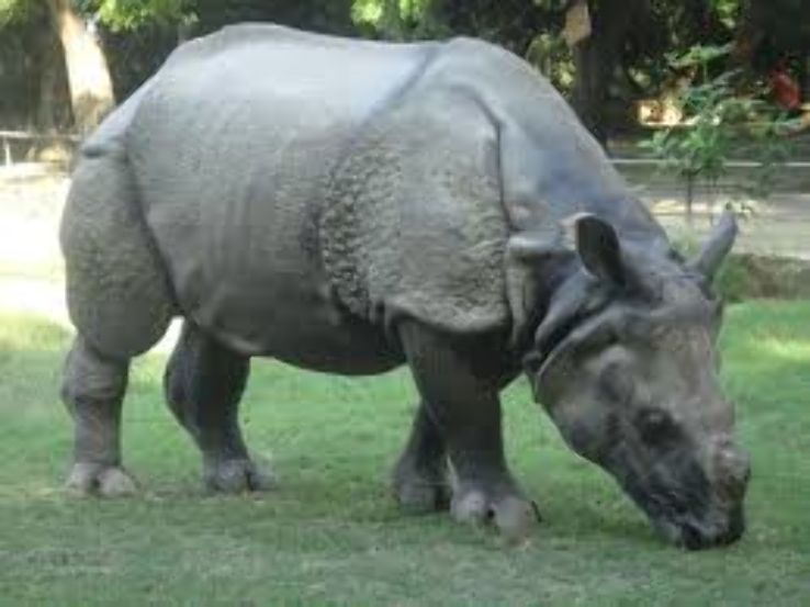 Kanpur Zoo Trip Packages Kanpur Zoo Trip Packages