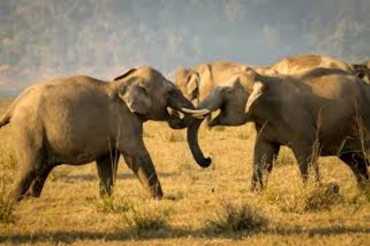 Ramnagar Wildlife Sanctuary Trip Packages