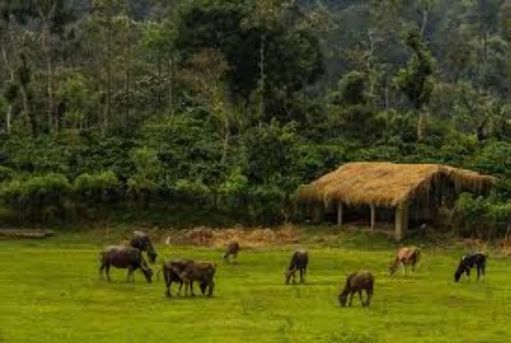 Coorg wildlife  Trip Packages