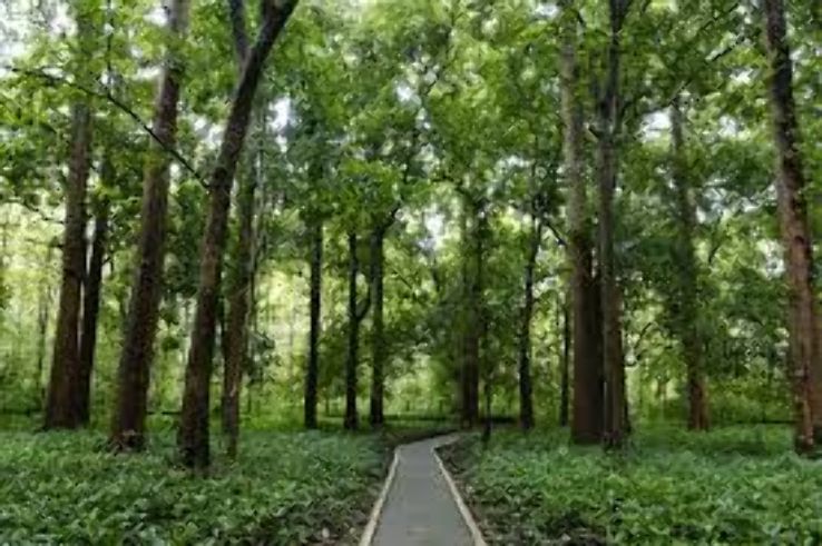 Teak Plantations   Trip Packages