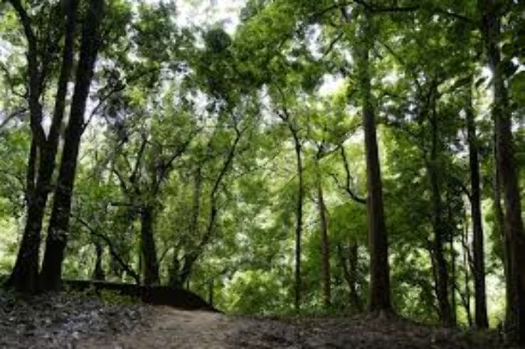 Teak Plantations   Trip Packages