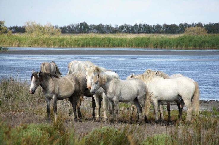 Camargue Trip Packages
