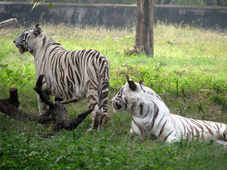 Sakkarbaug Zoological Garden in junagadh India reviews, best time to