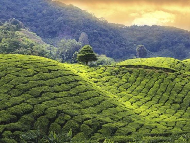  Cameron Highlands Trip Packages