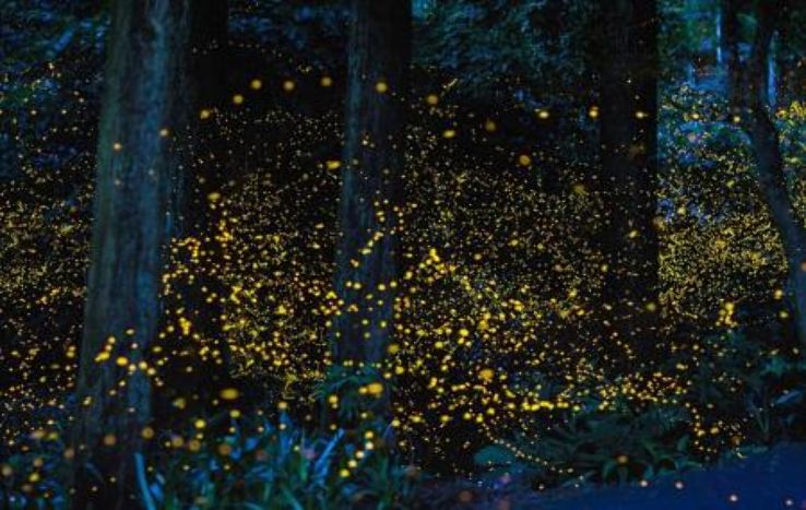The Kampung Kuantan Firefly Park  Trip Packages