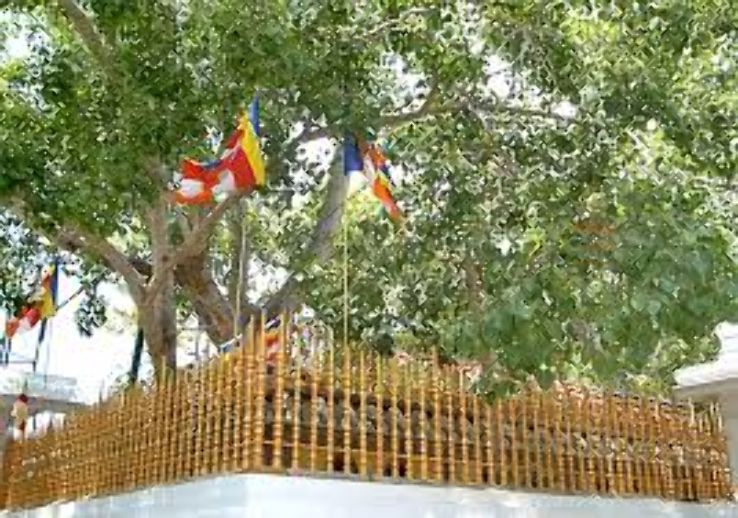 Jaya Sri Maha Bodhi Trip Packages