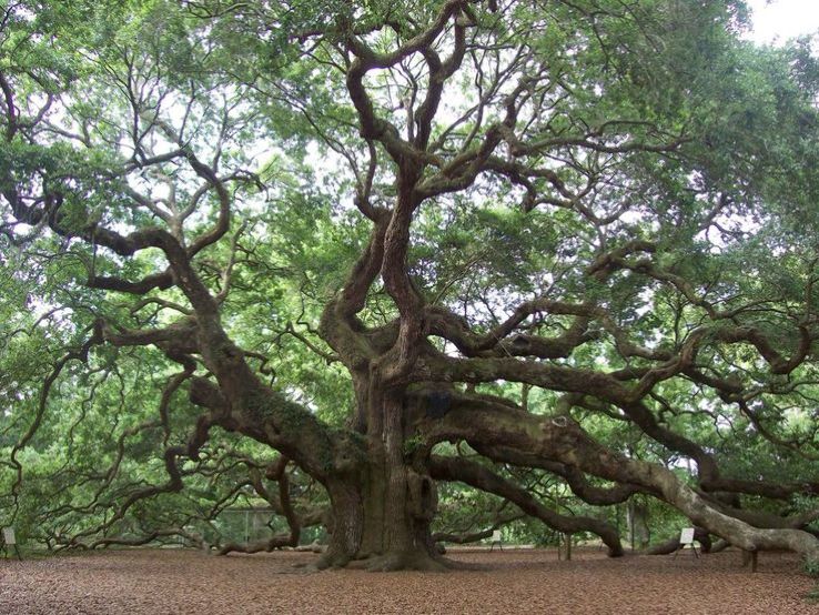 Savernake Forest Trip Packages