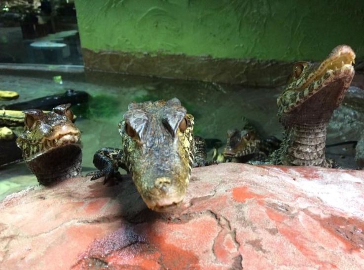 Reptilia Vaughan Entrance Fee