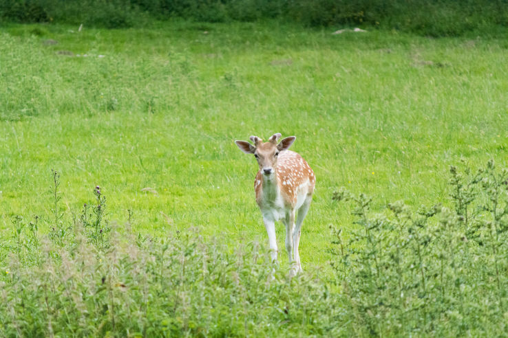 Brentwood Trip Packages