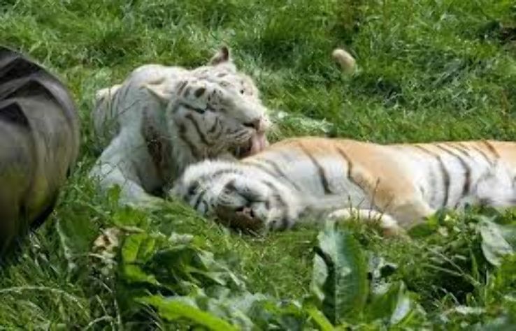 The Isle of Wight Zoo Trip Packages
