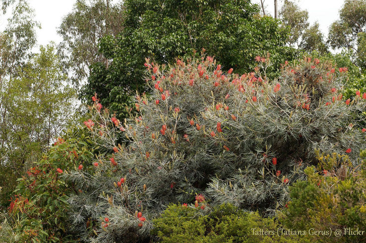 Brisbane Botanic Gardens  Trip Packages