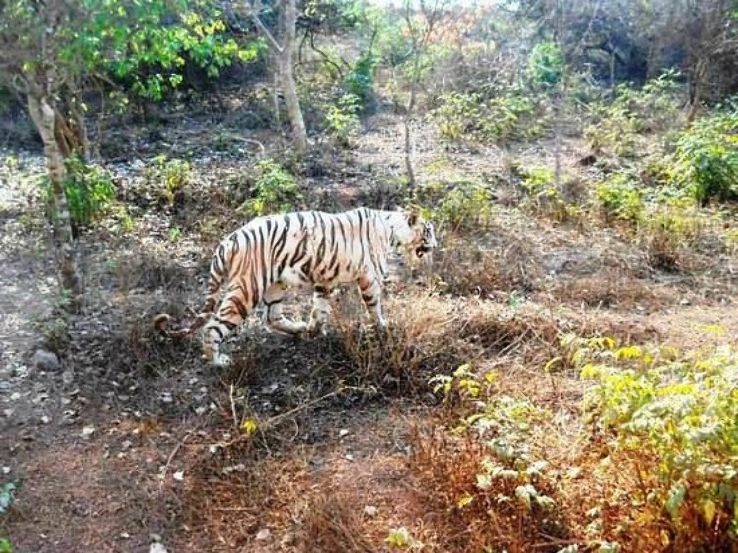 Marut Nandan Kanan Trip Packages