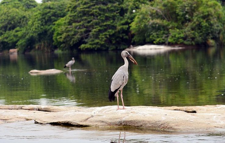 Ranganathittu Bird Sanctuary Trip Packages