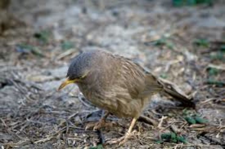 Keoladeo National Park Trip Packages