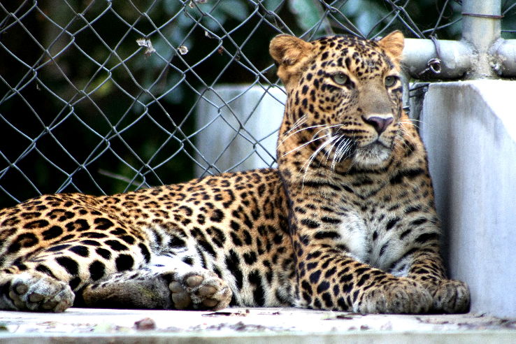 Kanpur Zoo Trip Packages