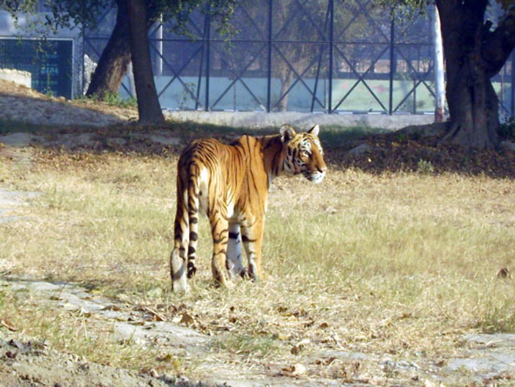 Mini Zoo Bhiwani Trip Packages