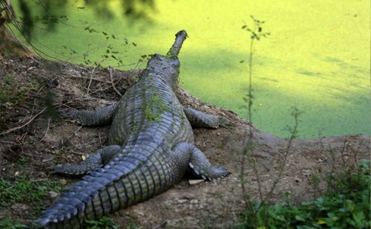 Kukrail Reserve Forest Trip Packages