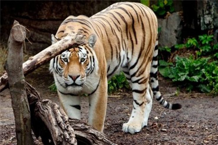Bellary Zoo Trip Packages