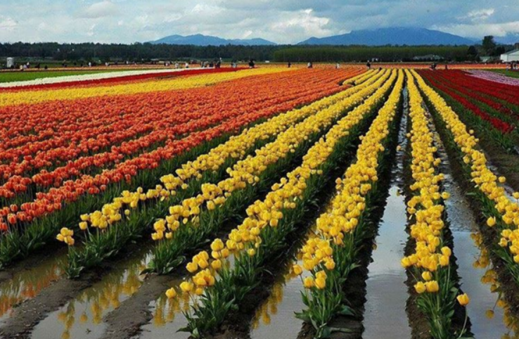Kashmir 5 Star Rated Package