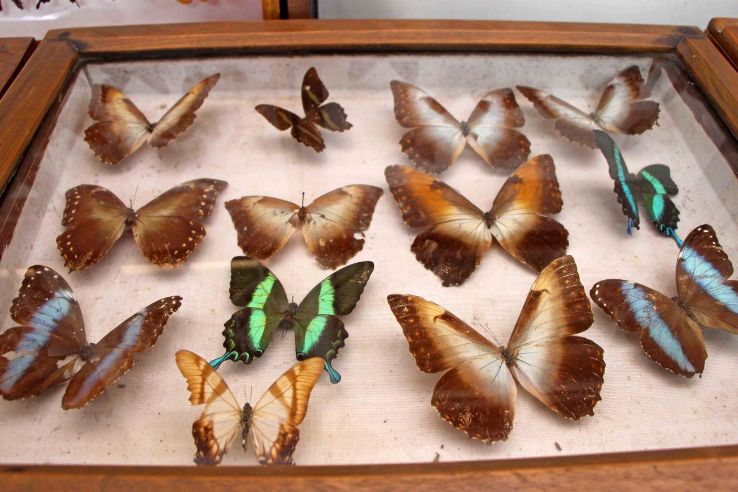 Wankhar Entomology Museum Trip Packages