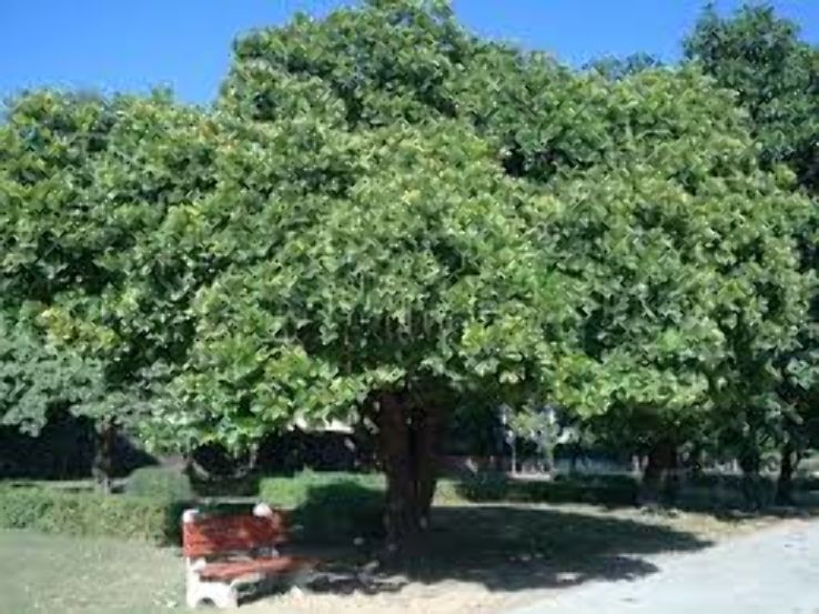 Topiary Park Trip Packages