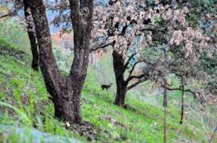 Beautiful Kasauli Tour Package for 4 Days